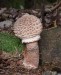 Bedla vysoká (Houby), Macrolepiota procera (Fungi)